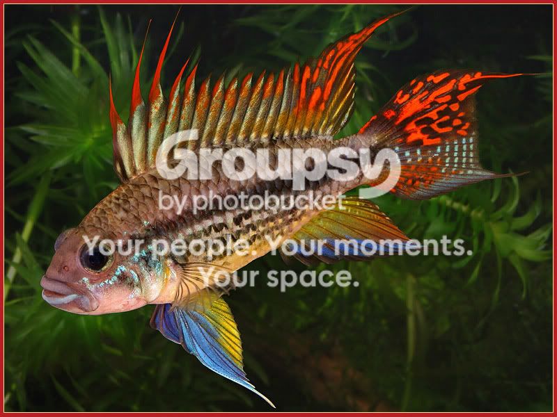 Apistogramma_cacatuoides.jpg