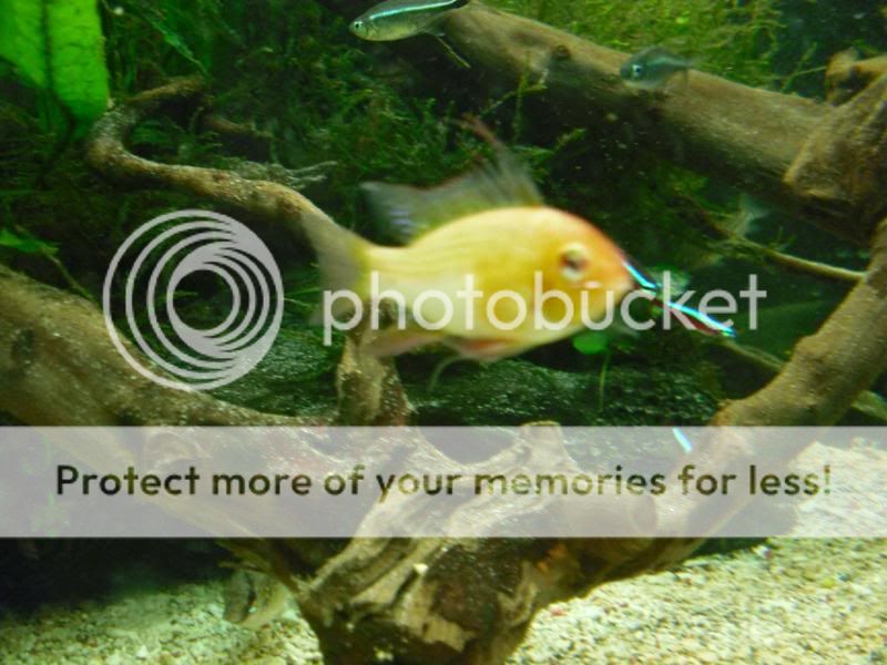fishtanksept022.jpg