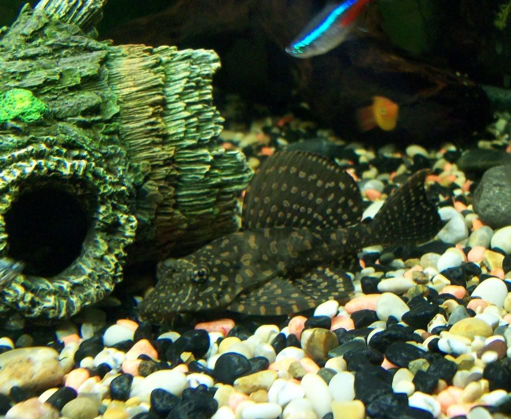 Plec.jpg