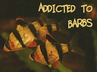 barb.jpg