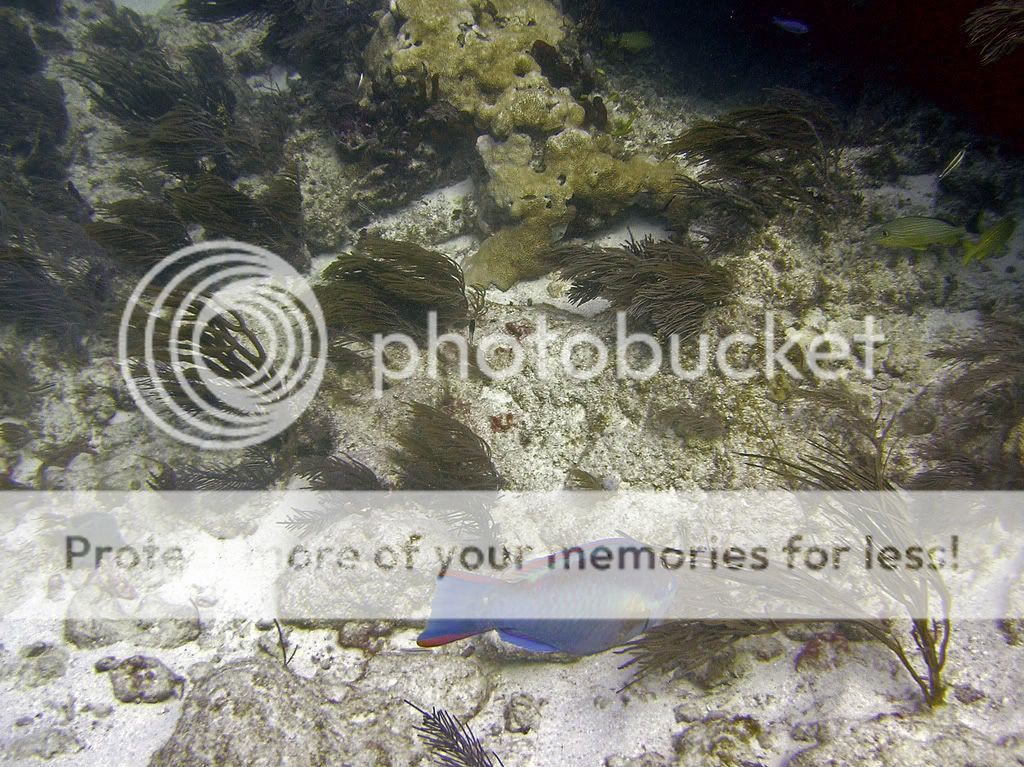 parrotfishfeeding.jpg