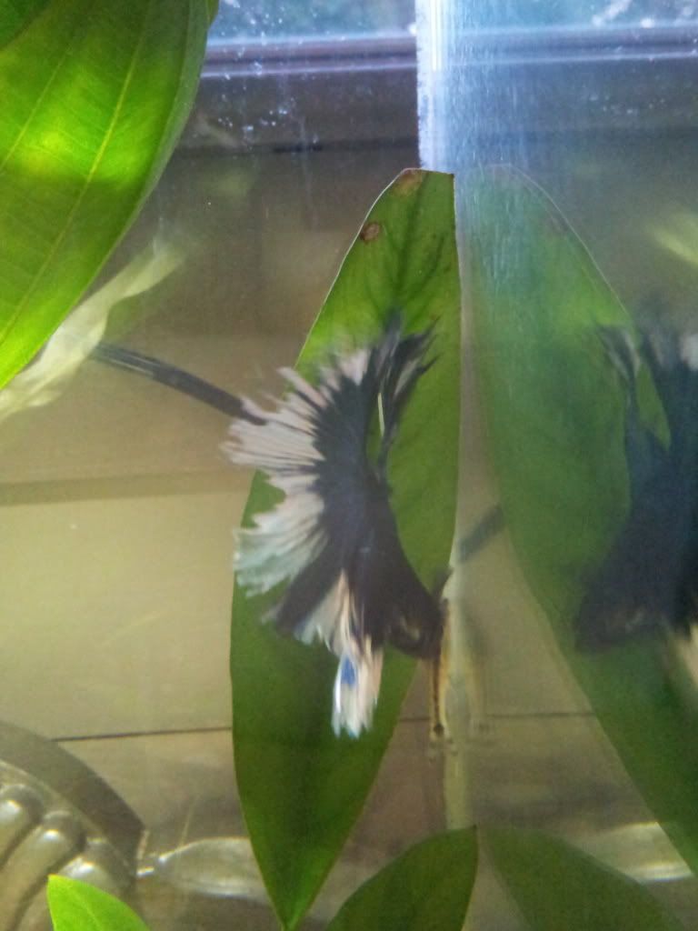 20120801_203316.jpg