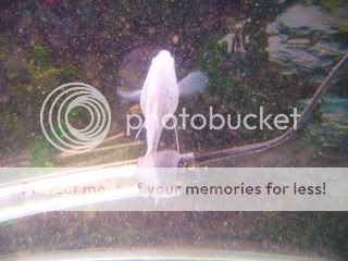 mixedfish021.jpg