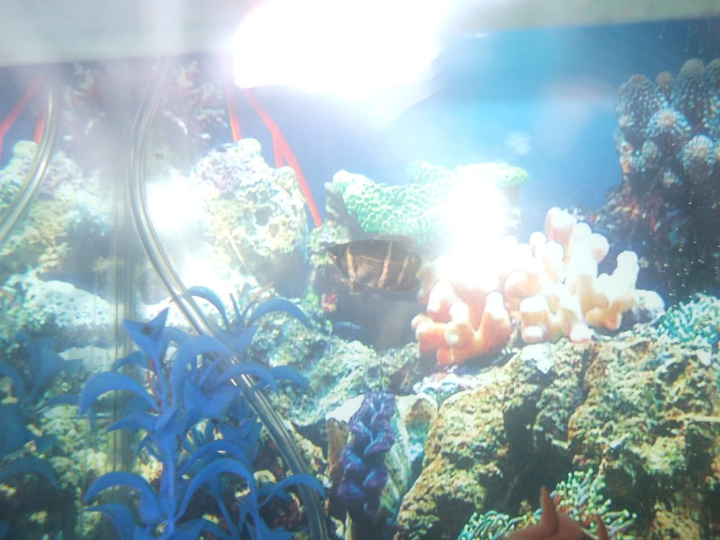 fishtankswithnewplants-14.jpg