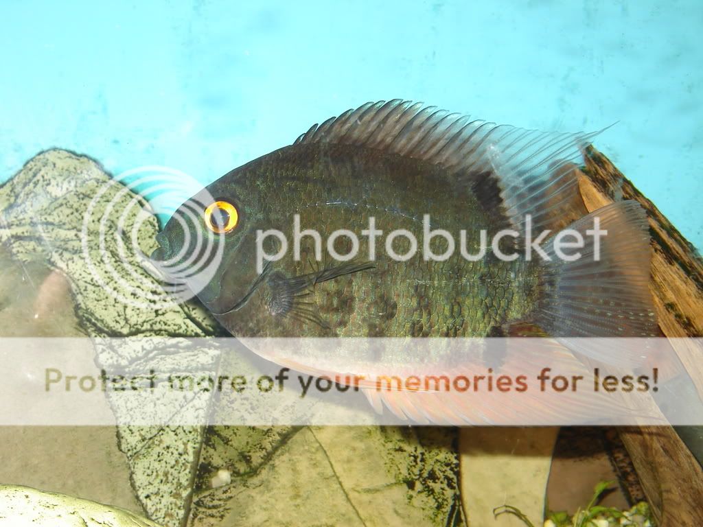 Mommy_fish.jpg
