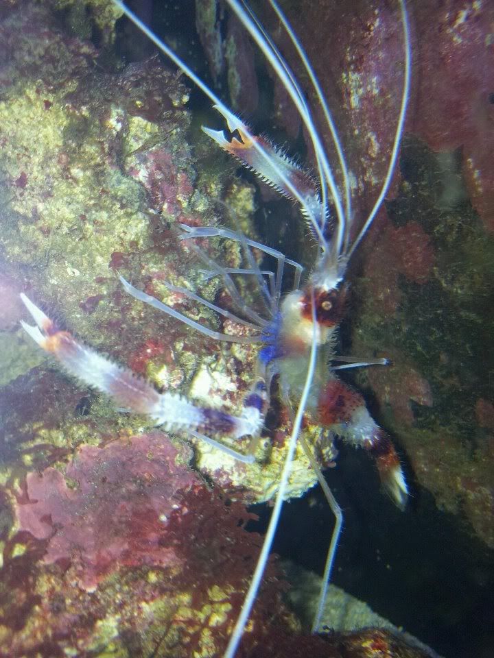 boxershrimp.jpg
