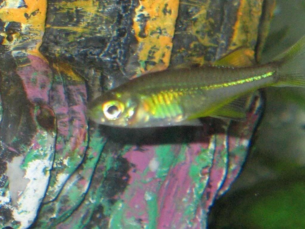 GreenFishSideView-1.jpg