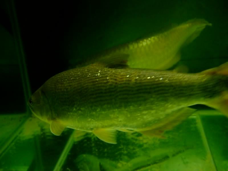 DSCF2474.jpg