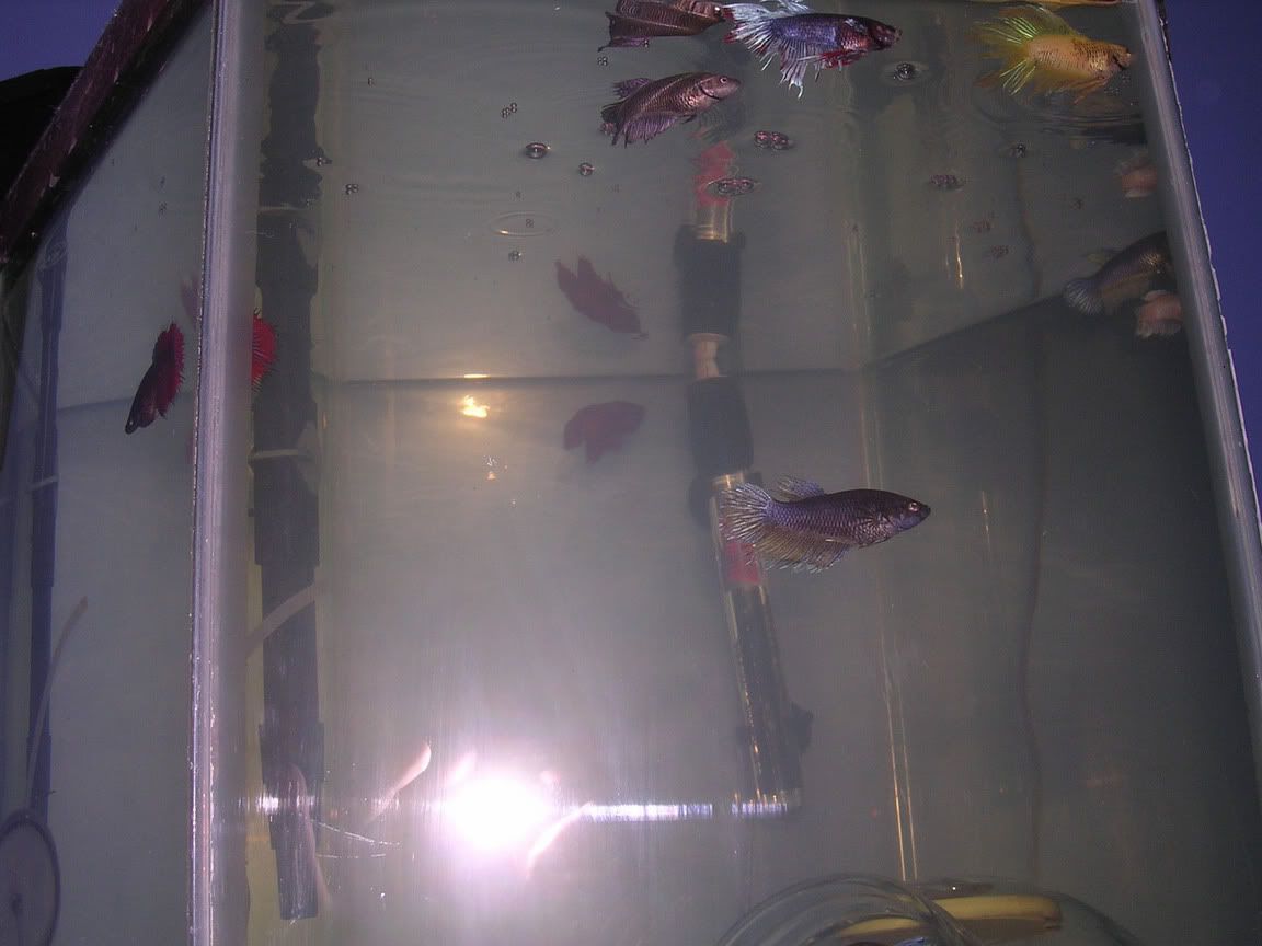 betta8.jpg