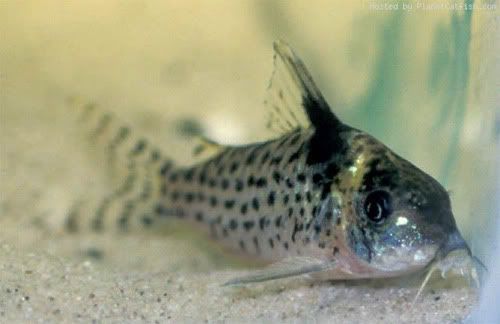 fish.jpg