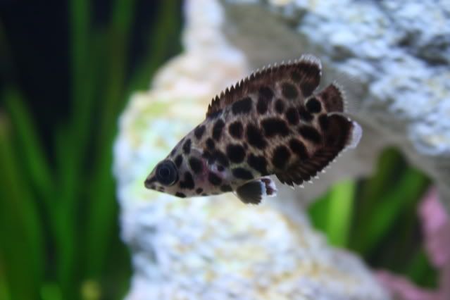 FishTank26-04-09041.jpg