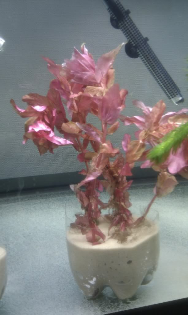 IMAG0220.jpg
