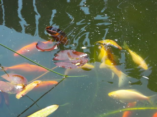 2010_0522goldfish0012.jpg