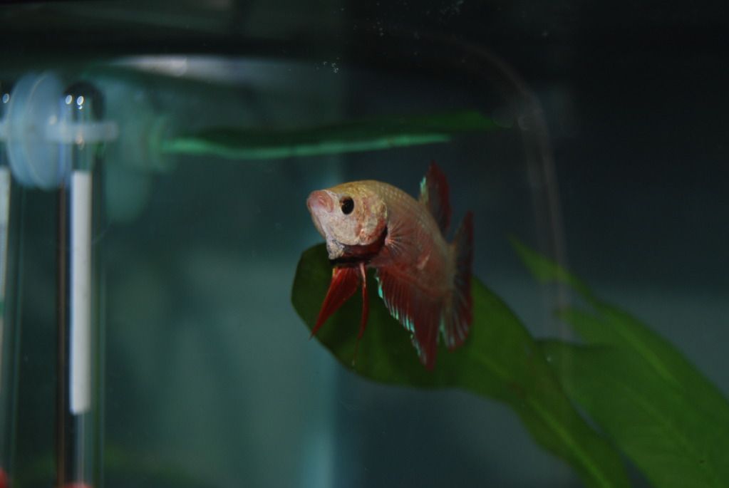 DSC_4407.jpg