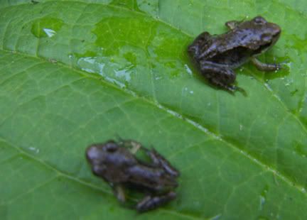 frogs.jpg