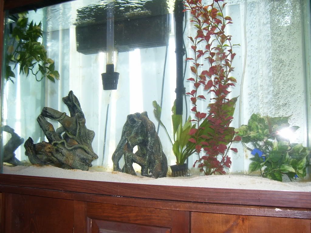 Pets1BG002.jpg