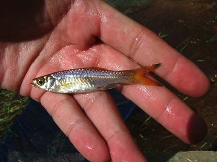 benutan-rasbora.jpg
