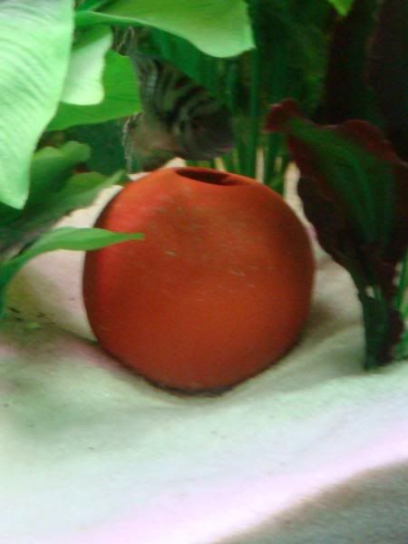Fish001-2.jpg