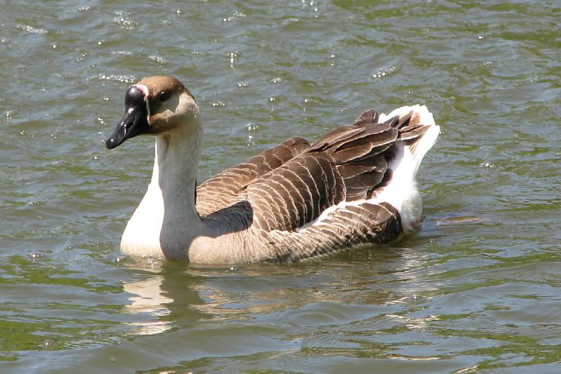 Goose1.jpg