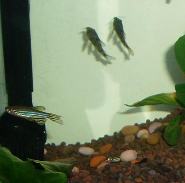 1biggerzebradanio1smallzebradanio2p.jpg