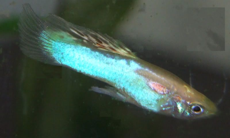 Blond-blue.jpg