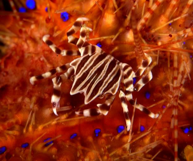 Zebra20crab202.jpg