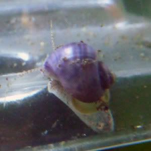 snail2.jpg
