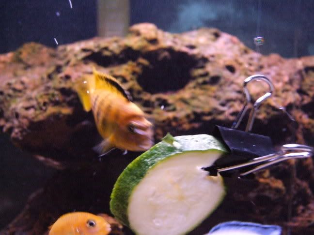 2006_04272weekbetta0017.jpg