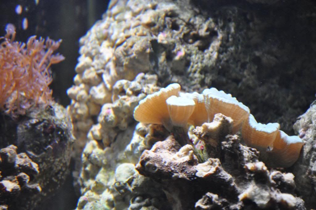 fishpictures043.jpg