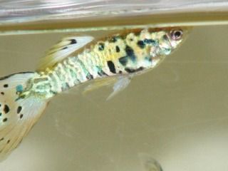 DSCF4068.jpg