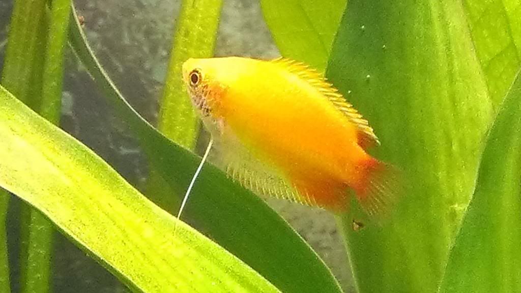 HoneyGourami_zpse9fddb9e.jpg