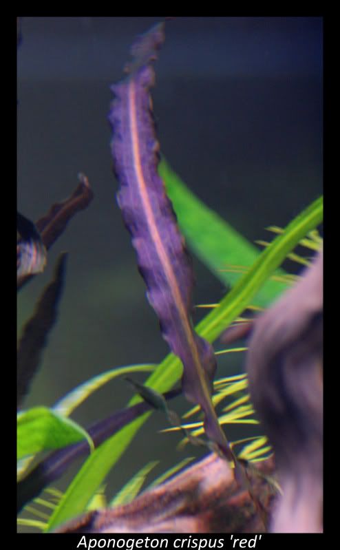 frame1.jpg
