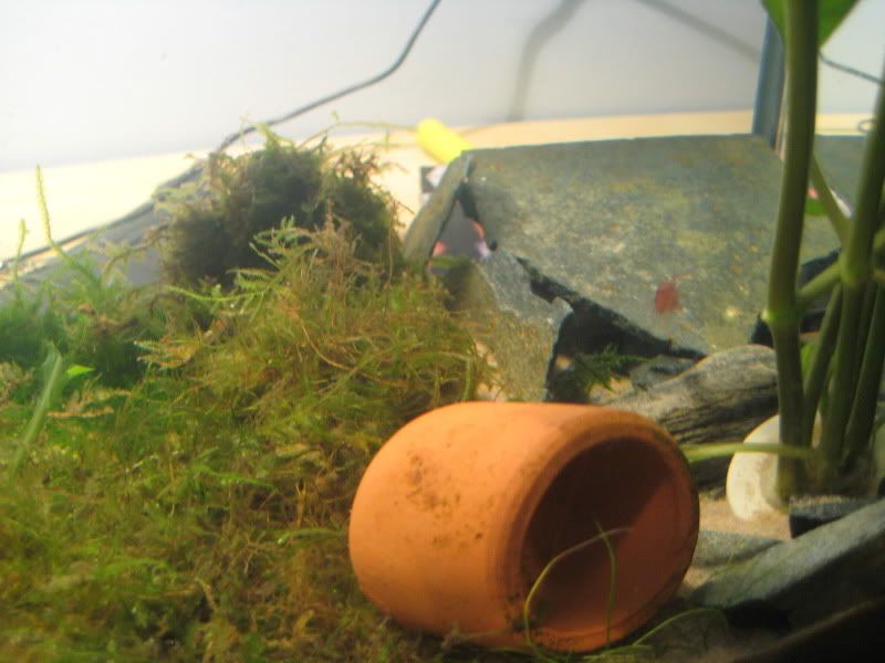 shrimptank004.jpg