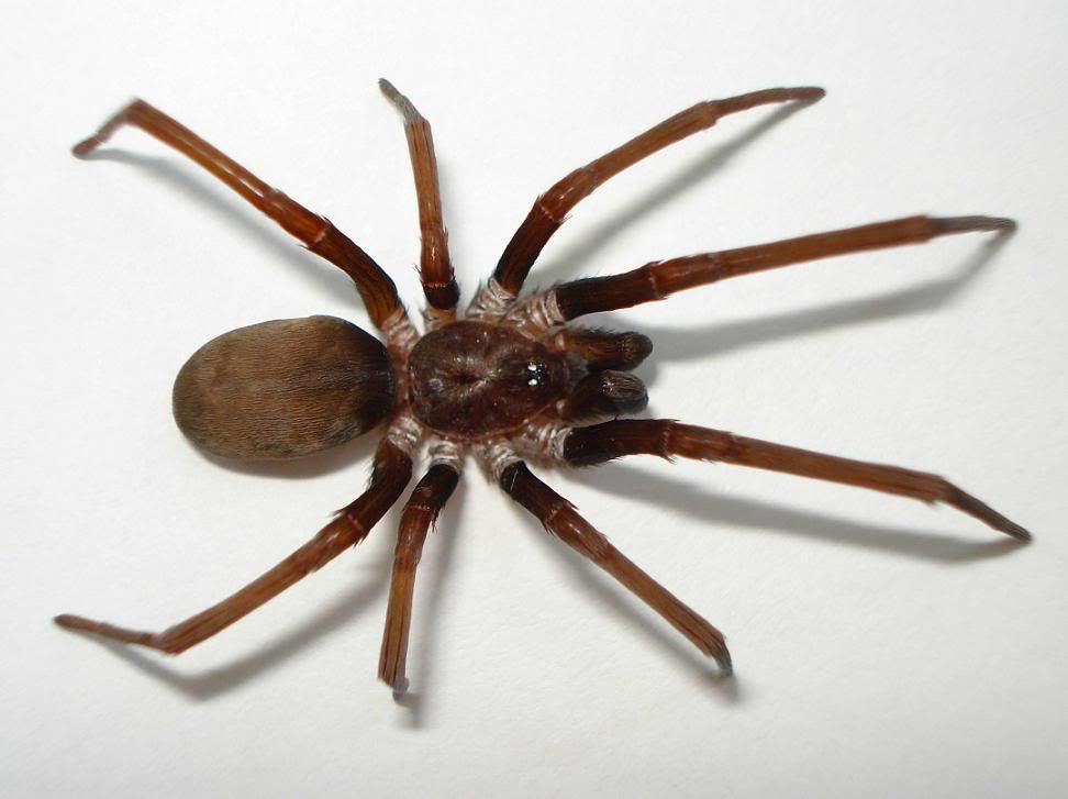 SouthernHouseSpiderFull.jpg
