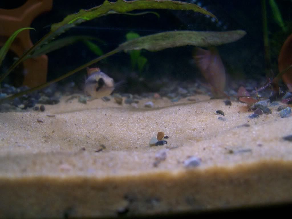 agassizi030.jpg