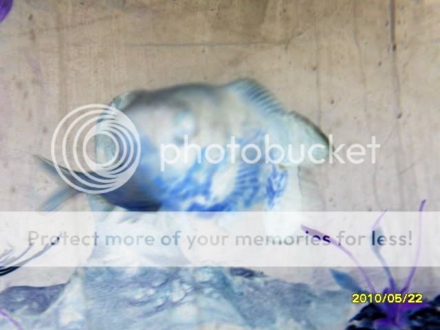 SDC14654.jpg
