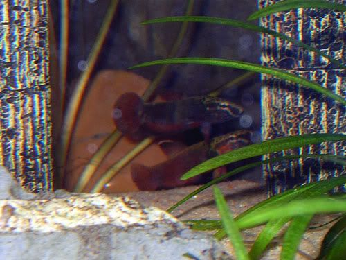 DSCN0572.jpg