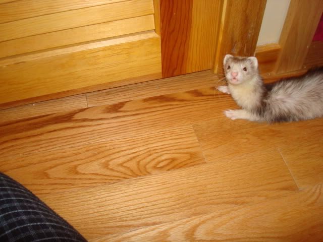 ferrets018.jpg