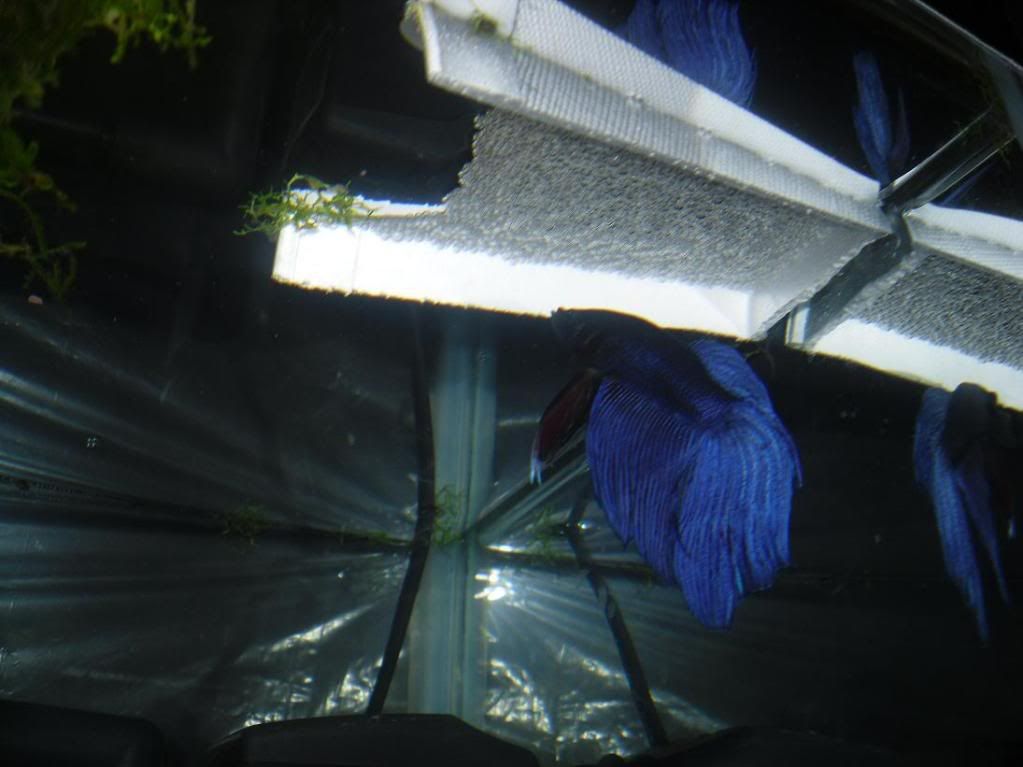 Bluebubbles.jpg