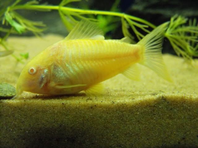 2010_0930shrimp0010.jpg