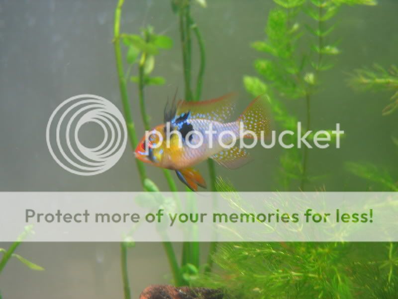 Fish018.jpg