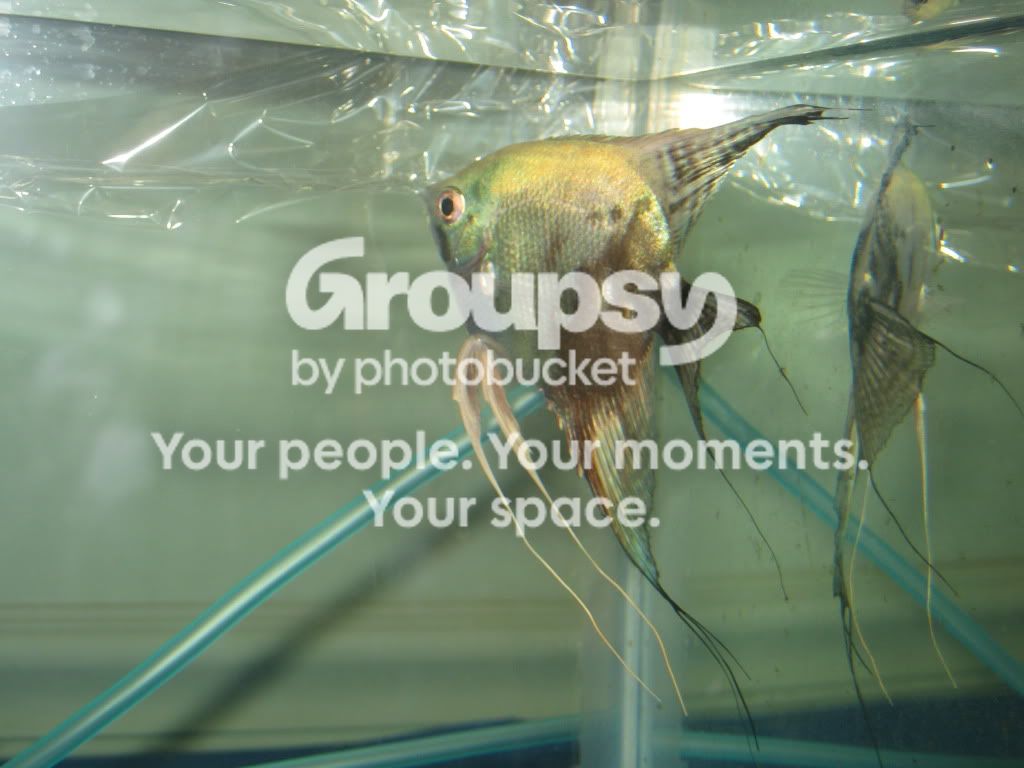 SpringFishExpo10014.jpg