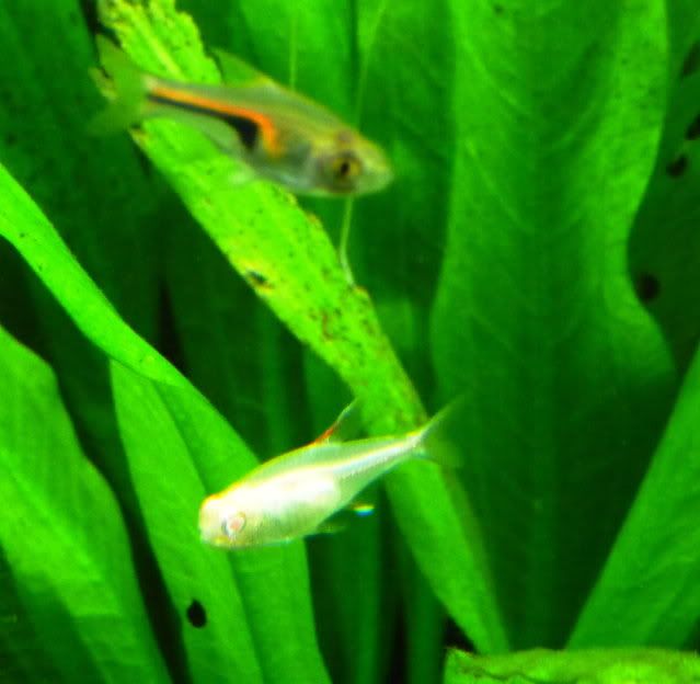 AlbinoGlowlight6.jpg