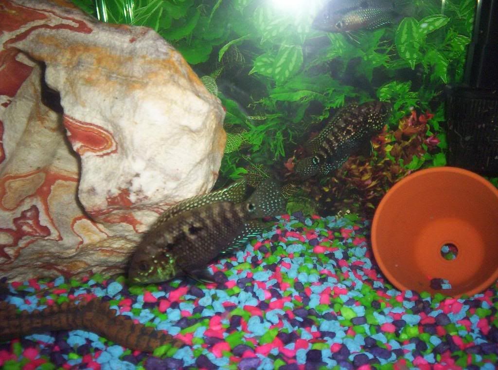 JackDempsey.jpg