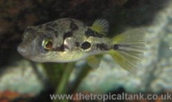 dwarf-puffer1.jpg