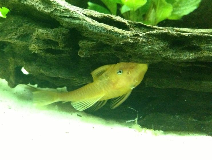 blueeyepleco.jpg