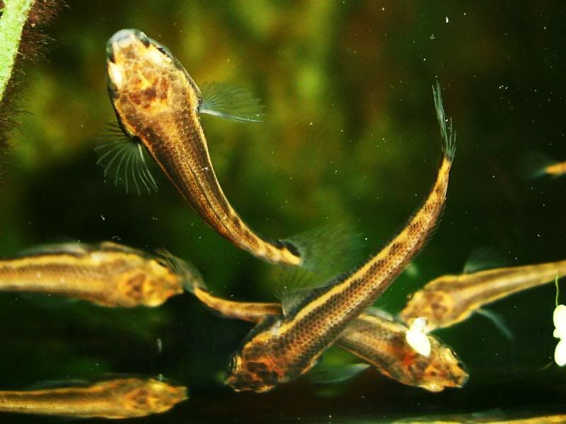 S5003009.jpg