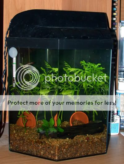 5gallon3.jpg