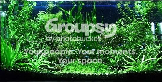 top_10_plant_tank_2006.jpg