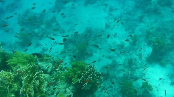fish14.jpg